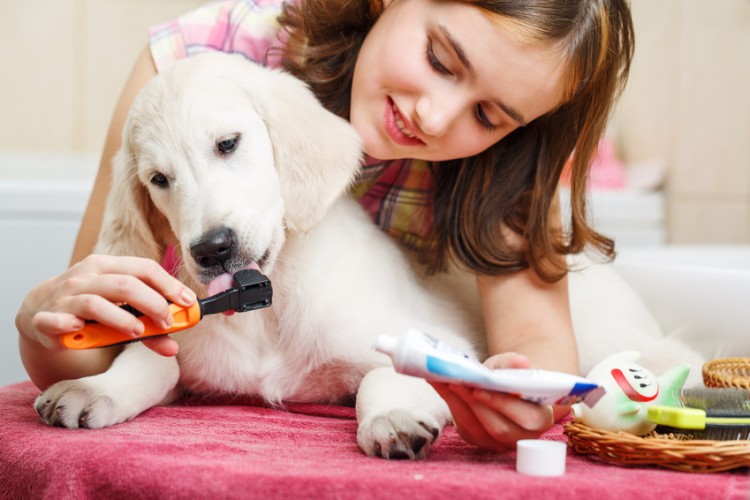 獣医師執筆 子犬の歯磨きはいつから始める 歯磨きの頻度 手順まとめ みんなのペットライフ