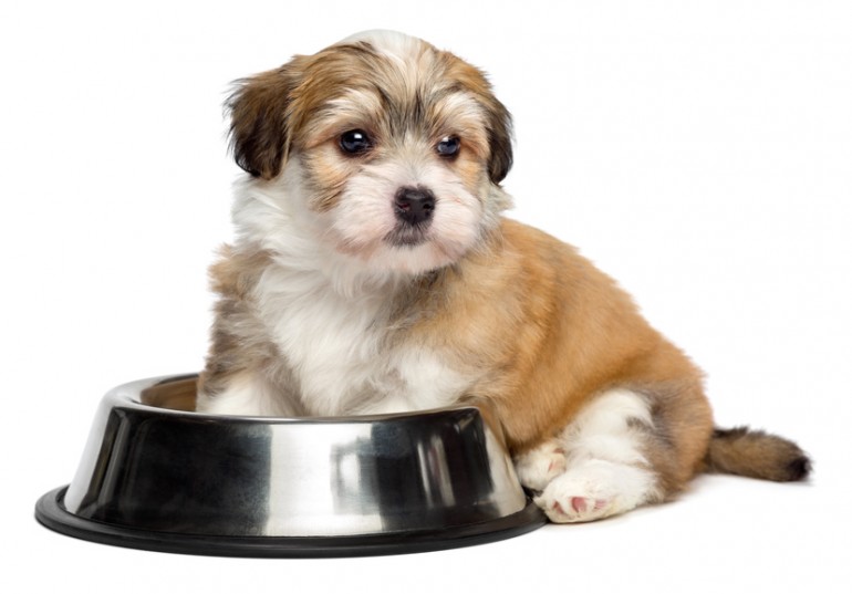 【獣医師執筆】子犬がご飯を食べない原因は？ 病気の可能性について｜みんなのペットライフ