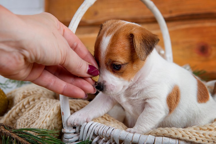 元気のない子犬