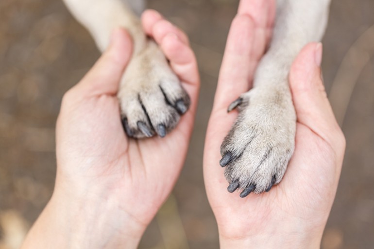 【獣医師執筆】子犬が吐く原因は？ 吐いたときの対処法や予防法について｜みんなのペットライフ