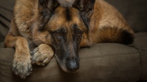獣医師執筆 子犬の夜泣き 夜鳴き でお困りの方必見 原因と対処法まとめ みんなのペットライフ 獣医師執筆 子犬の夜泣き 夜鳴き でお困りの方必見 原因と対処法まとめ みんなのペットライフ