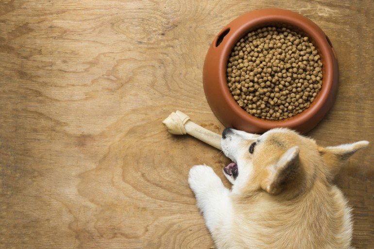 【獣医師執筆】子犬のしゃっくりが止まらない！ 原因と対処法について｜みんなのペットライフ