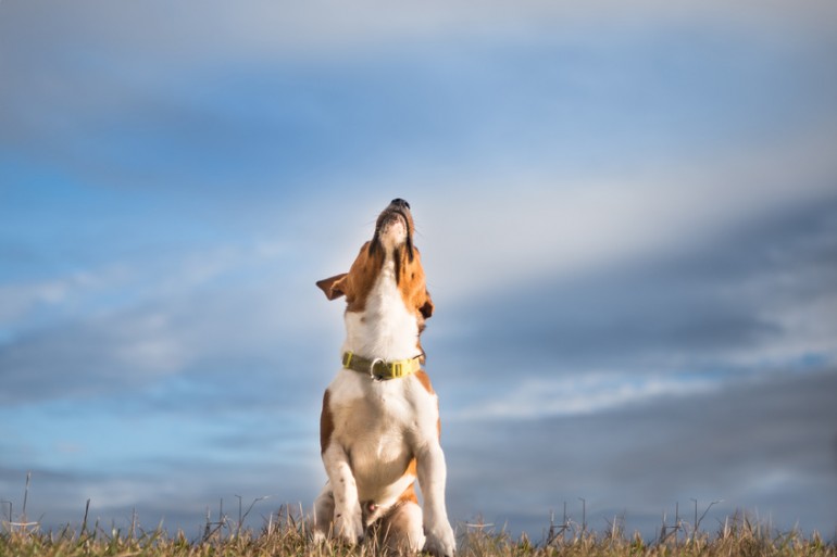 犬が遠吠えをする理由とは 遠吠えの意味とやめさせる方法を解説 みんなのペットライフ