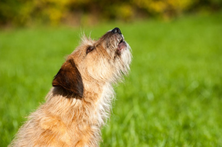 遠吠えする犬