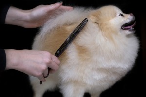 抜け毛が少ない 多い犬種は おすすめの抜け毛対策 掃除法 みんなのペットライフ