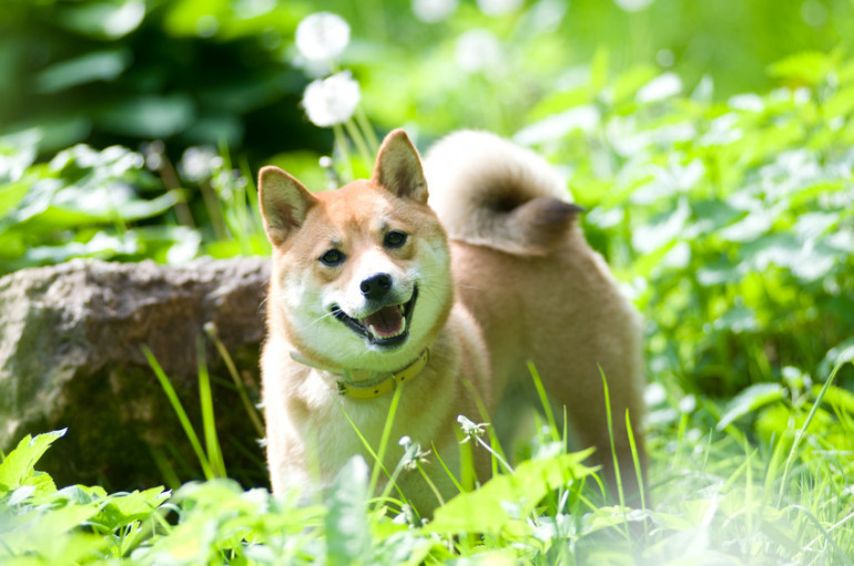 人気犬種ランキング 21年 最新版 ブリーダー直販で今年最も選ばれた犬種は みんなのペットライフ