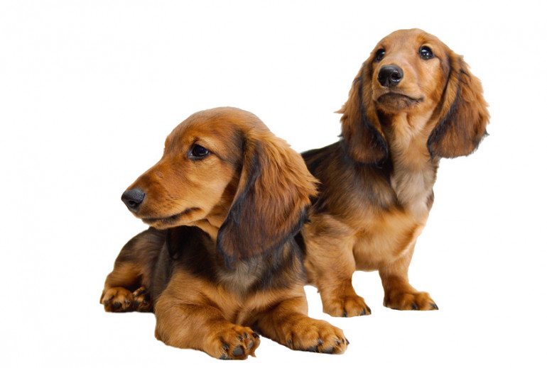 人気犬種ランキング 21年 最新版 ブリーダー直販で今年最も選ばれた犬種は みんなのペットライフ