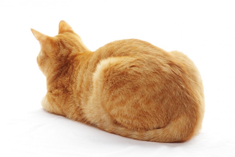 猫の寝相はどんな意味がある 寝姿に隠された猫の気持ちについて みんなのペットライフ