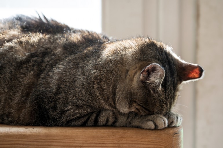 猫の寝相はどんな意味がある 寝姿に隠された猫の気持ちについて みんなのペットライフ