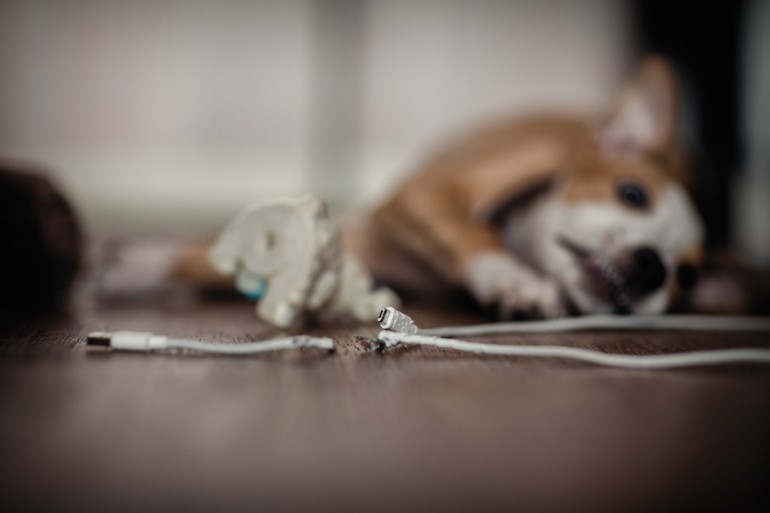 愛犬を部屋で飼いたい 室内犬が快適に過ごすための部屋づくりのポイント みんなのペットライフ