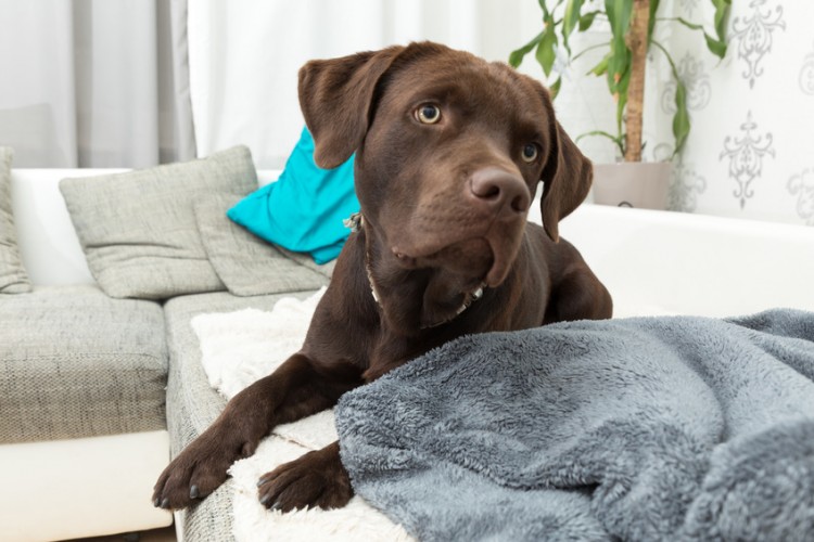 愛犬を部屋で飼いたい 室内犬が快適に過ごすための部屋づくりのポイント みんなのペットライフ