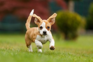 犬の耳から気持ちが読み取れる 犬の耳の種類と感情について解説 みんなのペットライフ 犬の耳から気持ちが読み取れる 犬の耳の種類と感情について解説 みんなのペットライフ