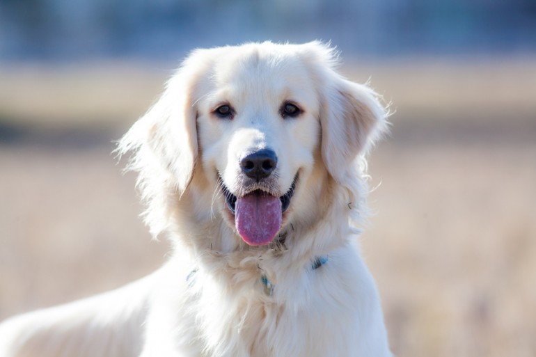 犬の耳から気持ちが読み取れる 犬の耳の種類と感情について解説 みんなのペットライフ