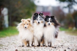 犬の耳から気持ちが読み取れる 犬の耳の種類と感情について解説 みんなのペットライフ 犬の耳から気持ちが読み取れる 犬の耳の種類と感情について解説 みんなのペットライフ