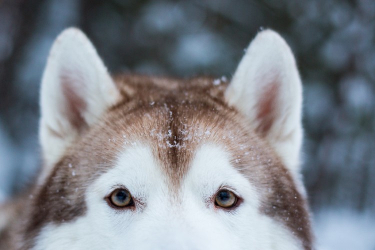 犬の耳から気持ちが読み取れる 犬の耳の種類と感情について解説 みんなのペットライフ