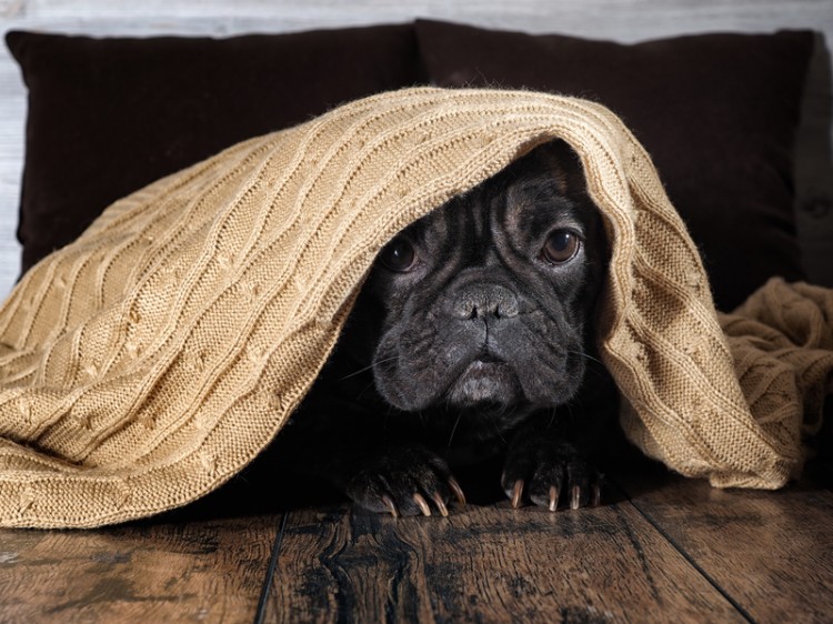 愛犬が雷でパニック！ 犬が雷を怖がる理由・対策と予防法について｜みんなのペットライフ