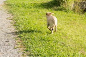 犬が脱走する理由は 脱走した犬の探し方や脱走防止の方法について みんなのペットライフ 犬が脱走する理由は 脱走した犬の探し方や脱走防止の方法について みんなのペットライフ