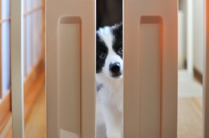 犬が脱走する理由は 脱走した犬の探し方や脱走防止の方法について みんなのペットライフ 犬が脱走する理由は 脱走した犬の探し方や脱走防止の方法について みんなのペットライフ