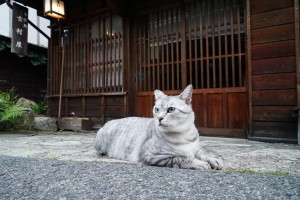 猫の柄 模様 はどんな種類があるの 毛色の名前や性格なども解説 みんなのペットライフ