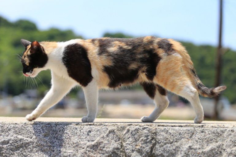 猫の柄 模様 はどんな種類があるの 毛色の名前や性格なども解説 みんなのペットライフ