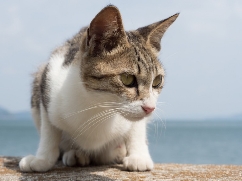 猫の柄 模様 はどんな種類があるの 毛色の名前や性格なども解説 みんなのペットライフ