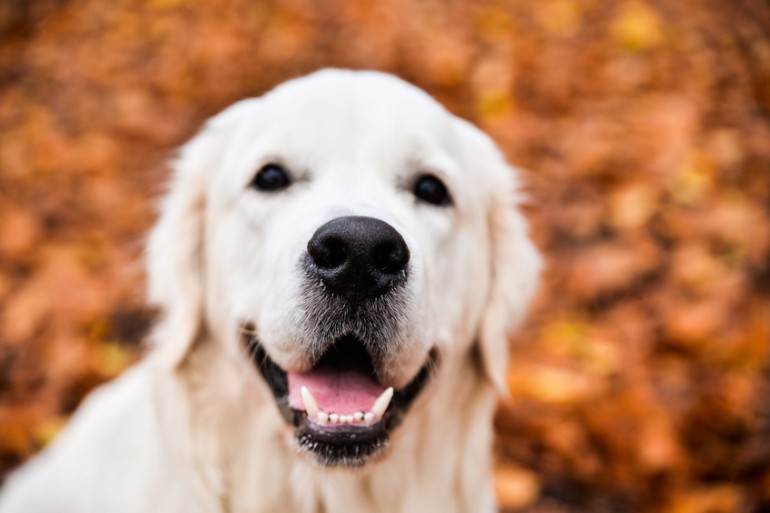 飼いやすい大型犬はどの犬種 それぞれの性格 飼い方のポイントをご紹介 みんなのペットライフ