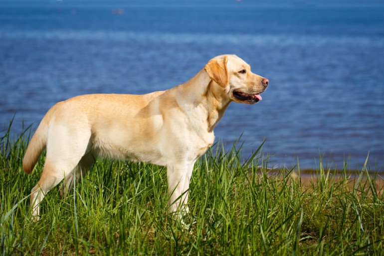 飼いやすい大型犬はどの犬種 それぞれの性格 飼い方のポイントをご紹介 みんなのペットライフ