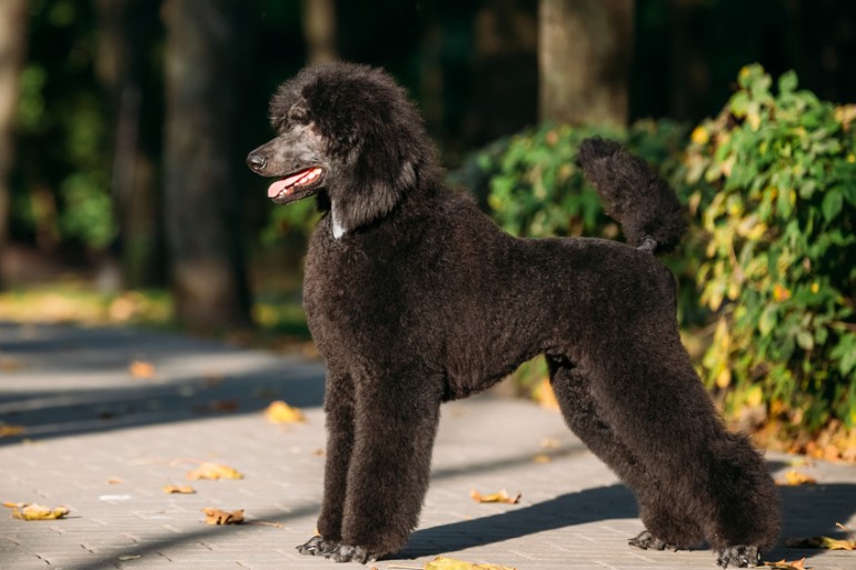 飼いやすい大型犬はどの犬種 それぞれの性格 飼い方のポイントをご紹介 みんなのペットライフ