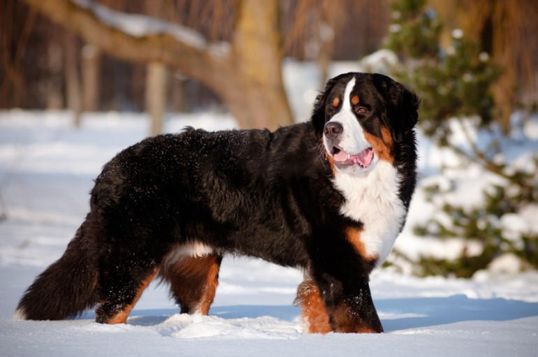 飼いやすい大型犬はどの犬種 それぞれの性格 飼い方のポイントをご紹介 みんなのペットライフ