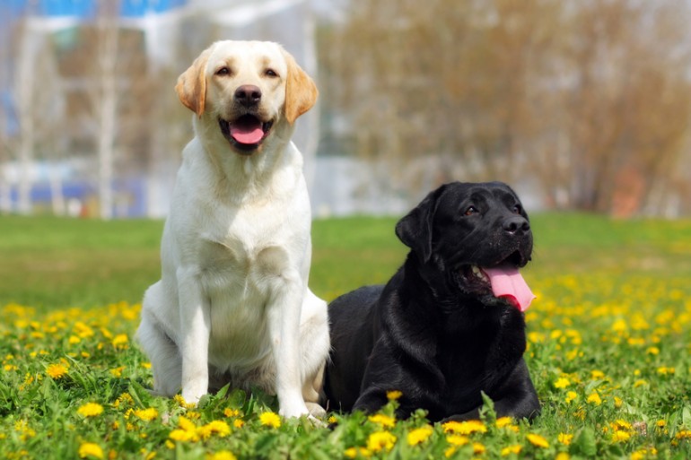 飼いやすい大型犬はどの犬種 それぞれの性格 飼い方のポイントをご紹介 みんなのペットライフ