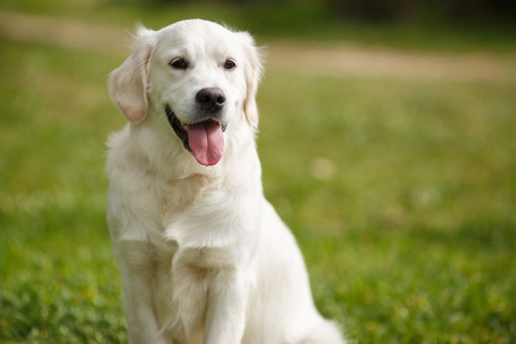 飼いやすい大型犬はどの犬種 それぞれの性格 飼い方のポイントをご紹介 みんなのペットライフ