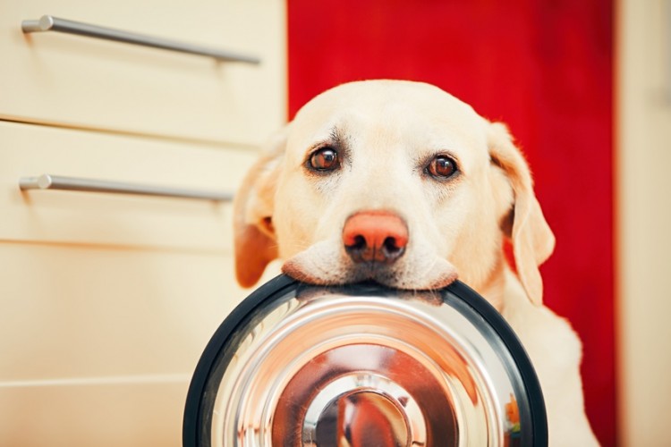 獣医師執筆 犬が食べてはいけないものは 危険な食べ物と中毒症状について みんなのペットライフ