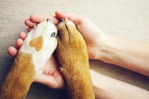 獣医師執筆 犬が震えるのは病気のサイン 震える原因と対処法 みんなのペットライフ