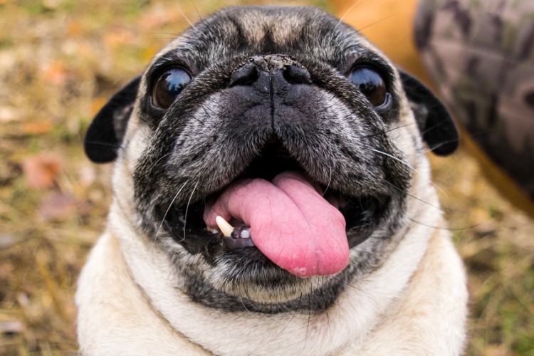 獣医師執筆 愛犬の息がくさい 犬の口臭の原因と対処法について みんなのペットライフ