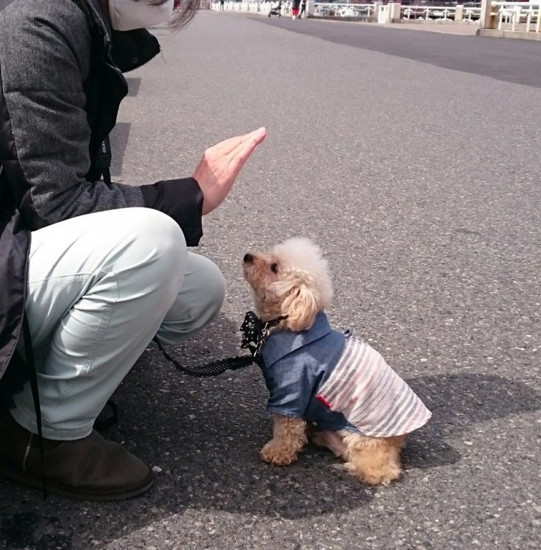 犬に待てを覚えさせたい トレーナー直伝 犬の待てトレーニング術 みんなのペットライフ