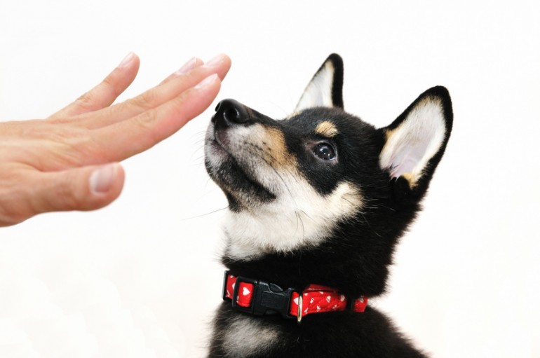 犬に待てを覚えさせたい トレーナー直伝 犬の待てトレーニング術 みんなのペットライフ