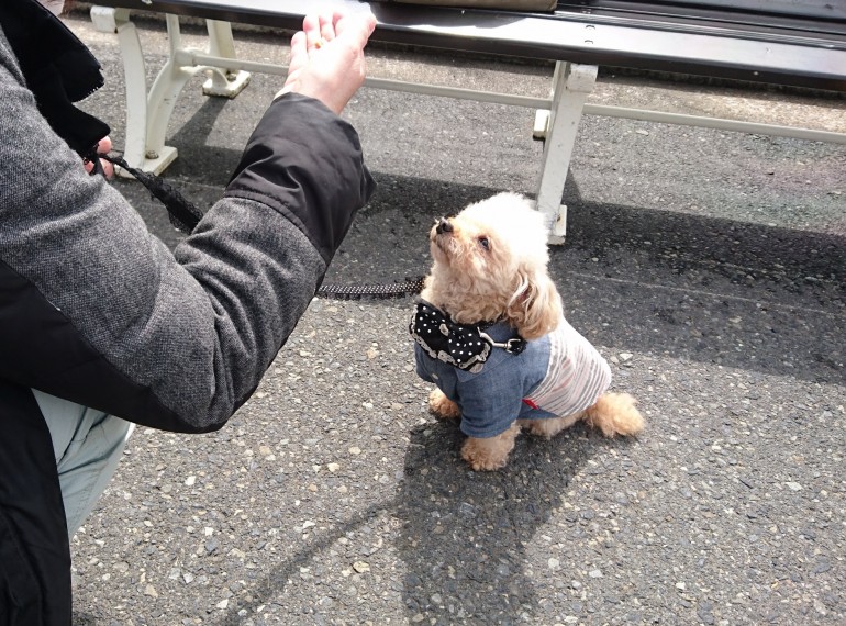 犬に待てを覚えさせたい トレーナー直伝 犬の待てトレーニング術 みんなのペットライフ