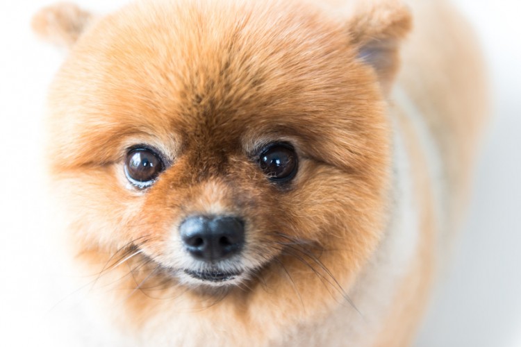 獣医師執筆 犬の目やにの原因は 目やにから考えられる病気と対処法 みんなのペットライフ
