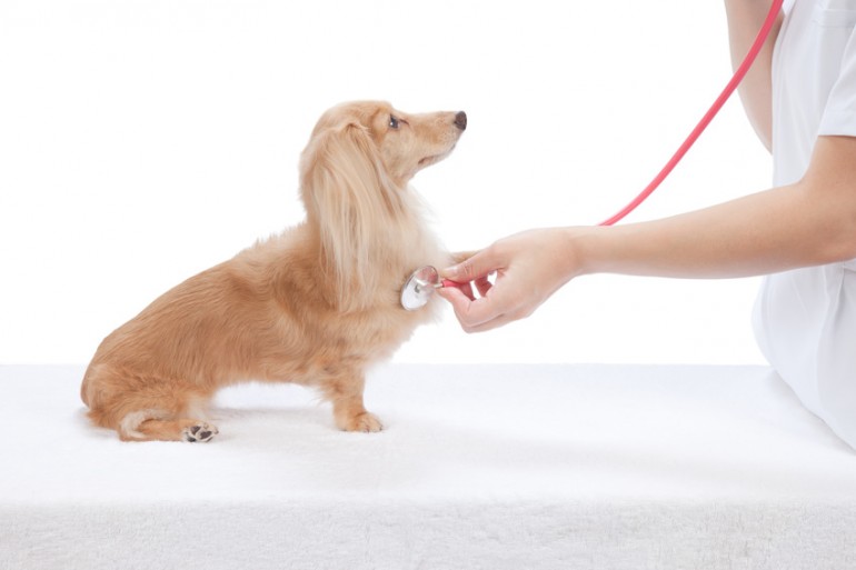 獣医師執筆 犬の血便は病気のサイン 血便の原因と対処法 予防法まとめ みんなのペットライフ