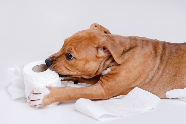 獣医師執筆 犬の血便は病気のサイン 血便の原因と対処法 予防法まとめ みんなのペットライフ