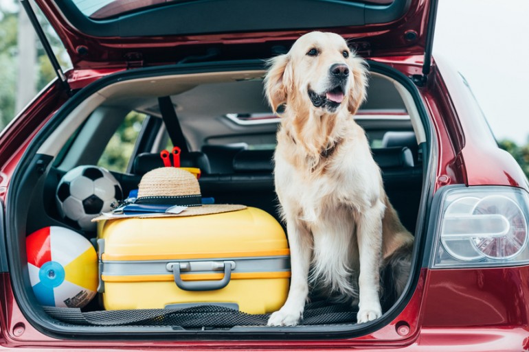 酔い 犬 車 犬が車酔いする原因！注意したい症状、予防薬や対策法まで