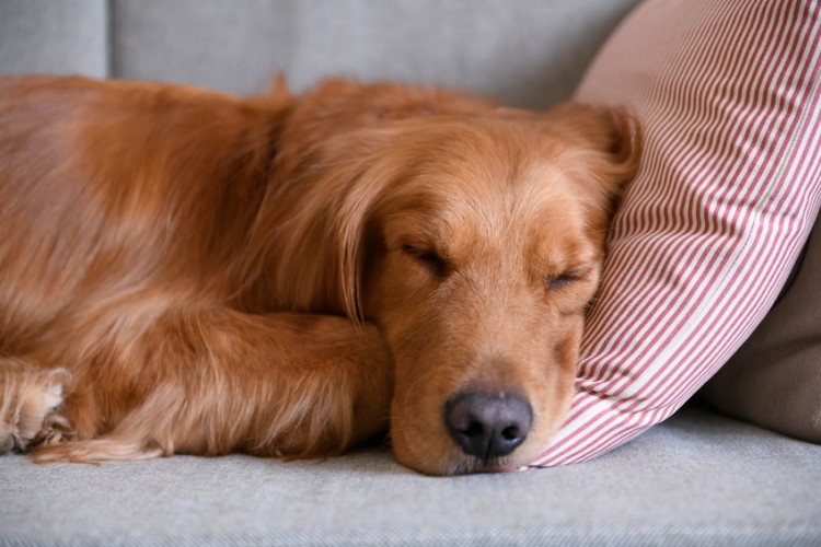 獣医師執筆 犬のいびきは病気が原因 犬のいびきの理由と対処法について みんなのペットライフ