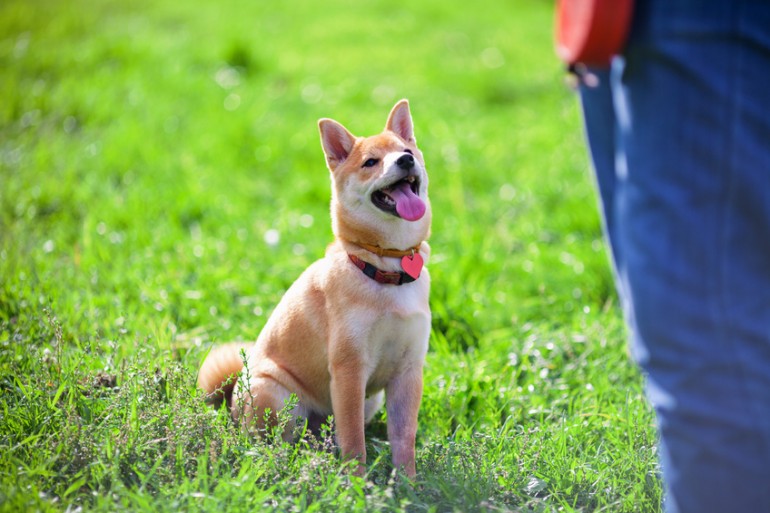 愛犬をお座り上手に トレーナーが教える 犬のお座りトレーニング術 みんなのペットライフ