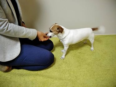 愛犬をお座り上手に トレーナーが教える 犬のお座りトレーニング術 みんなのペットライフ