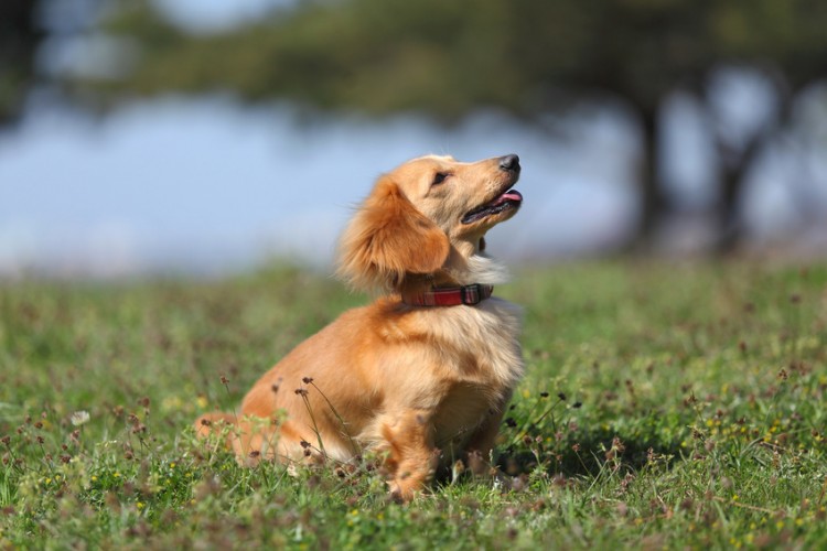 愛犬をお座り上手に トレーナーが教える 犬のお座りトレーニング術 みんなのペットライフ