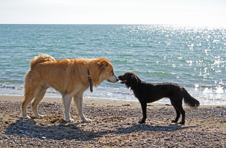 獣医師執筆 犬が発情期を迎えたらどうなる 時期 期間 行動について みんなのペットライフ