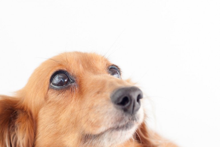 獣医師執筆 犬が発情期を迎えたらどうなる 時期 期間 行動について みんなのペットライフ