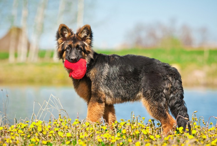 獣医師執筆 犬が発情期を迎えたらどうなる 時期 期間 行動について みんなのペットライフ