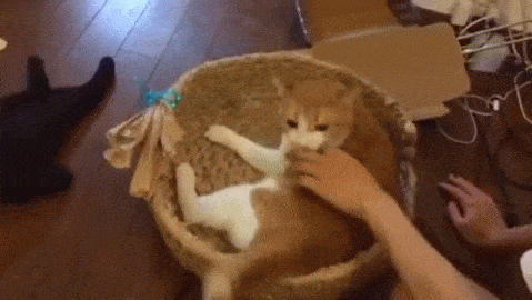 離れたくないニャーっ 猫ちぐらが大好きなネコのこはくちゃん みんなのペットライフ 離れたくないニャーっ 猫ちぐらが大好きなネコのこはくちゃん みんなのペットライフ