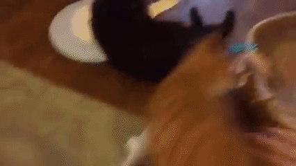 離れたくないニャーっ 猫ちぐらが大好きなネコのこはくちゃん みんなのペットライフ 離れたくないニャーっ 猫ちぐらが大好きなネコのこはくちゃん みんなのペットライフ